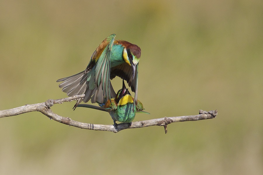 Bee Eater 19